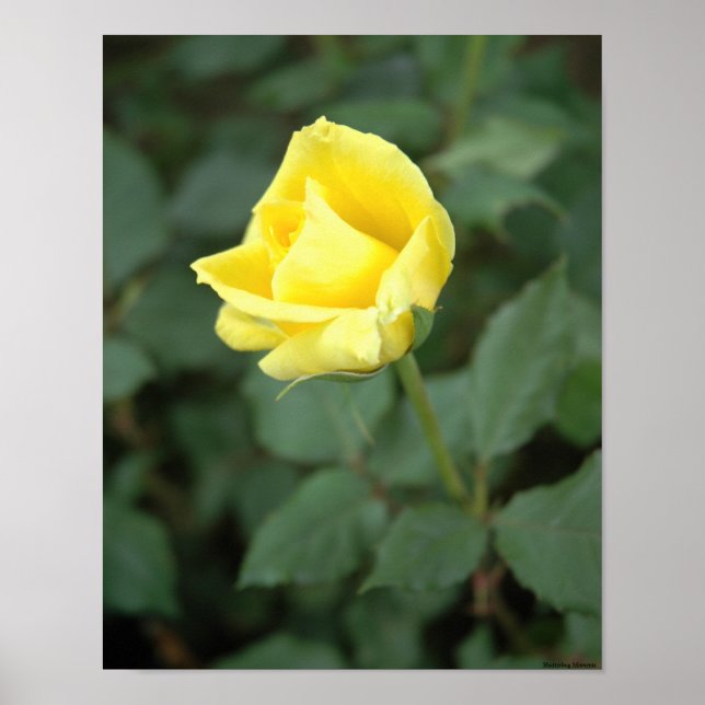 Poster Rosa Amarelo Sangrento (Frente)