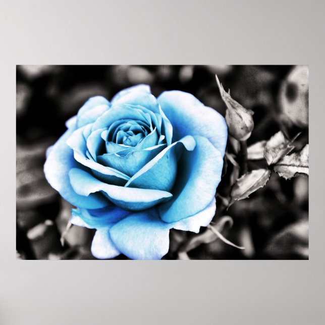 Poster Rosa azul (Frente)