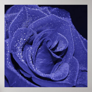 Póster Rosa azul