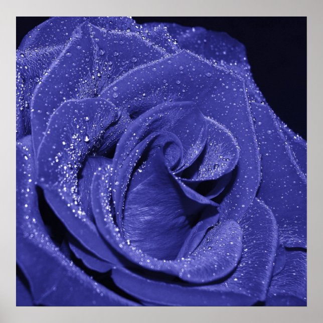Póster Rosa azul (Frente)