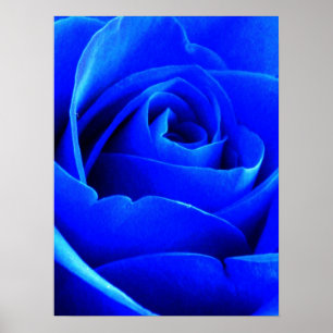 Póster Rosa azul