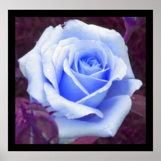 Poster Rosa azul (Frente)