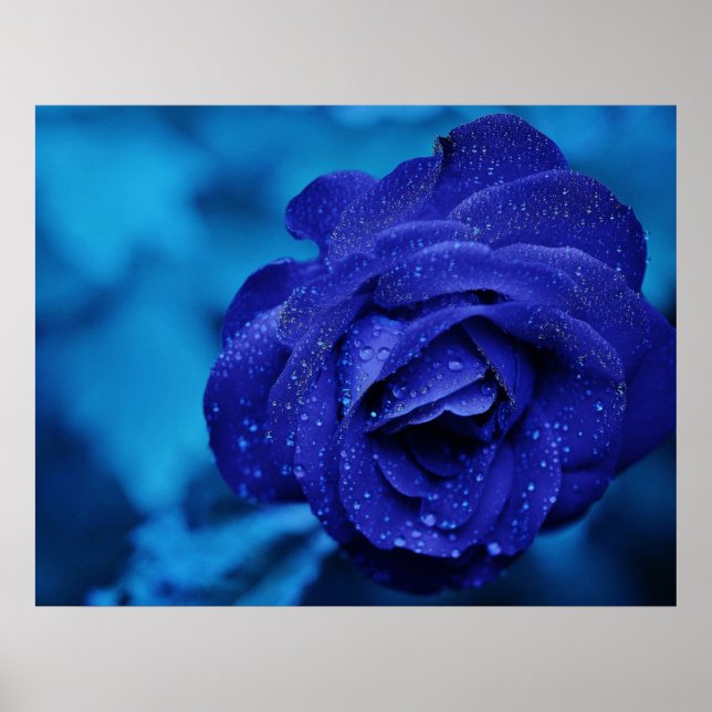 Póster Rosa Azul aspergido com gotas cor-de-rosa (Frente)