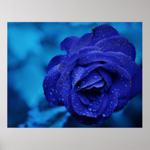 Póster Rosa Azul aspergido com gotas negras