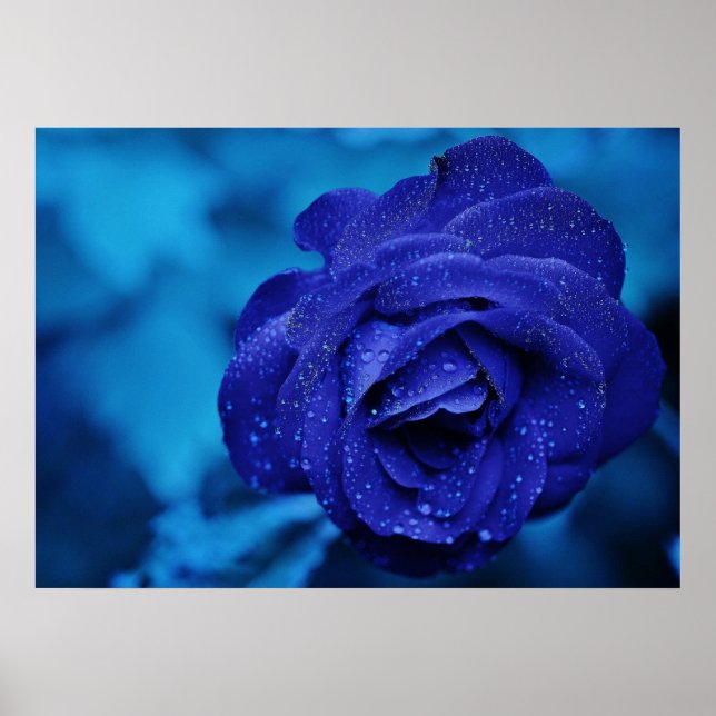 Poster Rosa azul com gotas de mastigação (Frente)