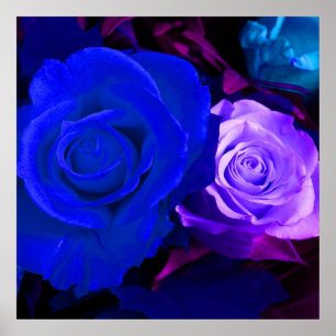 Poster Rosa azul-roxo