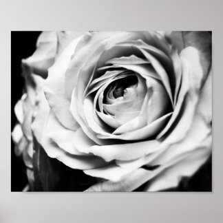 Poster Rosa B&W Afiada