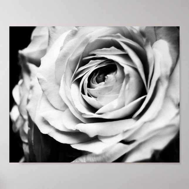 Poster Rosa B&W Afiada (Frente)