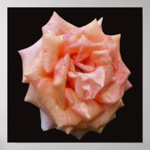 Poster Rosa Bege Salpicada Em Flor