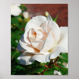 Poster Rosa Beige fundo