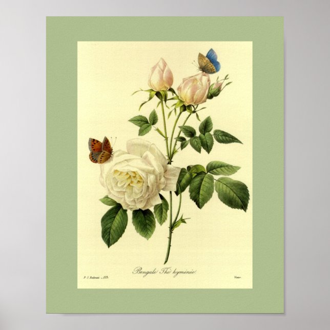 Póster Rosa Bengala 16 X 20 (Frente)