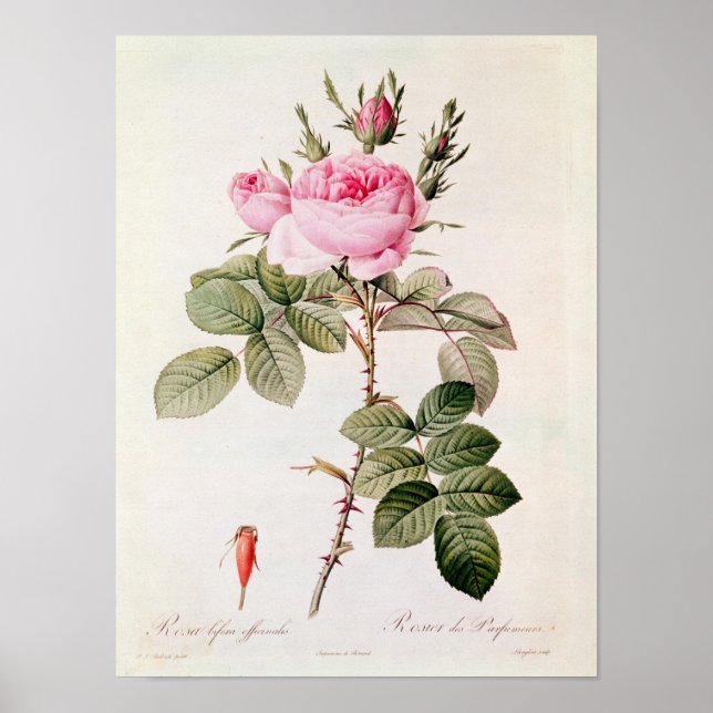 Poster Rosa Bifera Officinalis, de Les Rosas, (Frente)