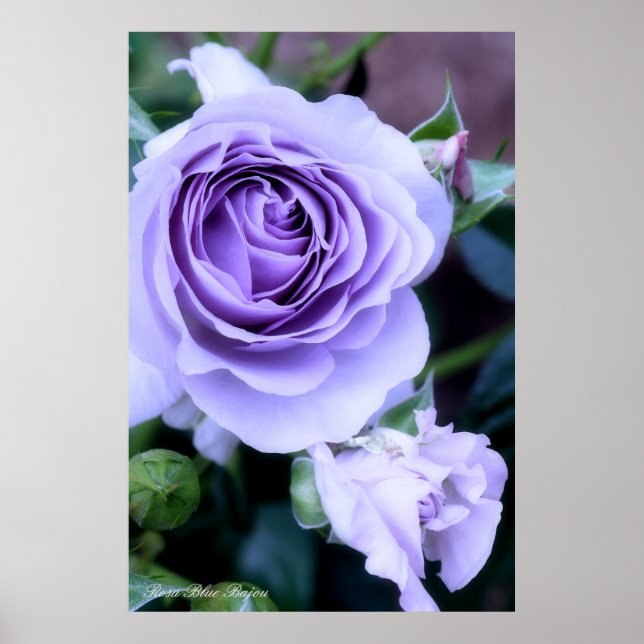 Poster Rosa Blue Bajou (Frente)