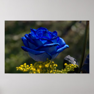 Póster Rosa bonito 1 do azul
