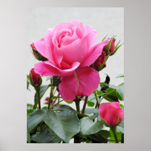 Poster Rosa bonito do rosa