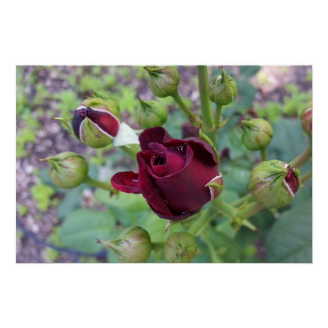 Póster Rosa borgonha após a chuva (Frente)
