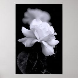 Póster Rosa Branca