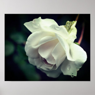 Poster Rosa Branca com Colírio Floral