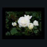Poster Rosa branca com quatro sulcos brancos<br><div class="desc">Poster com foto de uma rosa branca com quatro sulcos brancos sobre fundo preto. Faz um presente de aniversário de excelente para uma mãe de quatro filhos que ama rosas e jardinagem,  assim como um belo presente no aniversário do casamento se a família tiver quatro filhos.</div>