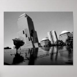 Poster Rosa branca da memória