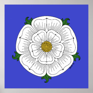 Póster Rosa Branca de York