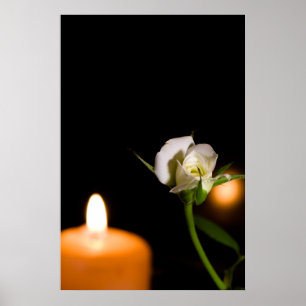 Poster Rosa branca e vela