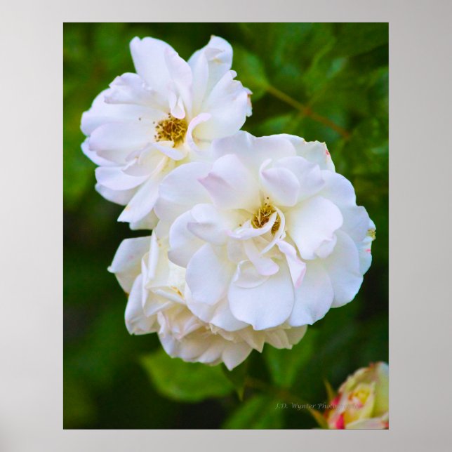 Póster Rosa Branca em flor (Frente)