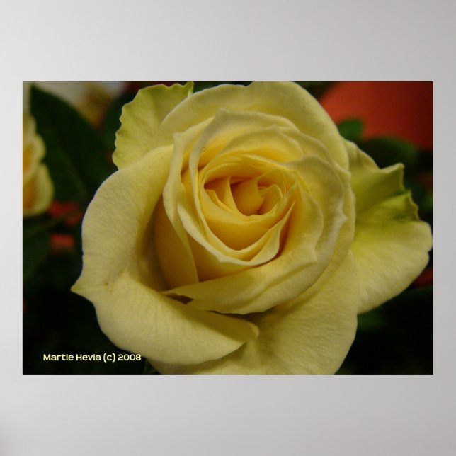 Póster Rosa Branca Noite (Frente)