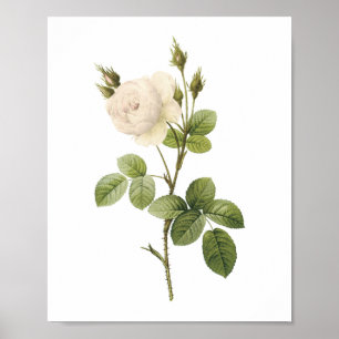 Póster rosa branca (Rosa campanulata alba) por Redouté
