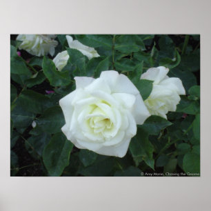 Póster Rosa branco