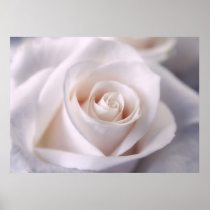 Póster Rosa branco