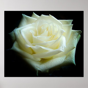 Poster Rosa Branco