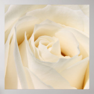 Póster Rosa branco macio