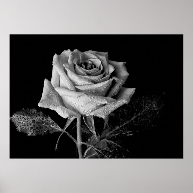 Poster Rosa branco preto (Frente)