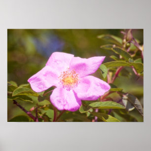 Poster Rosa Briar