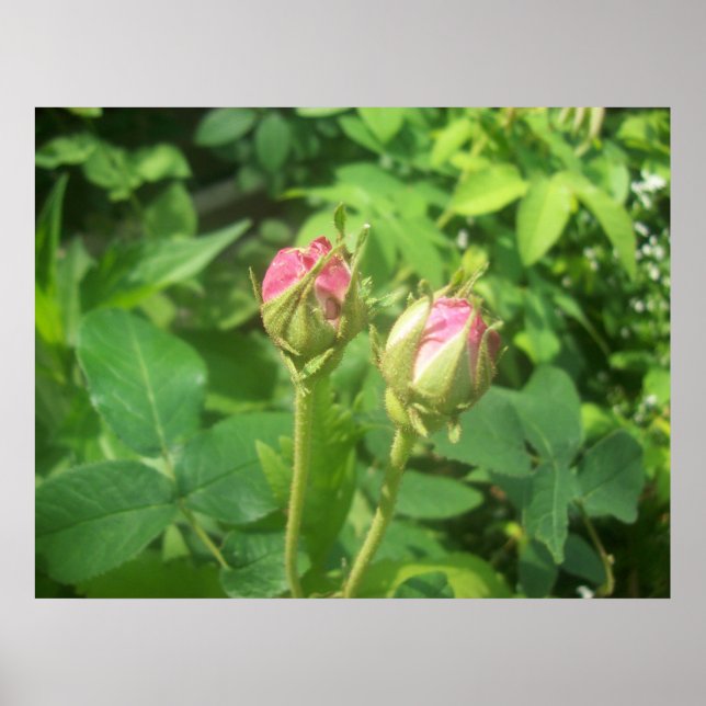 Poster Rosa Buds (Frente)
