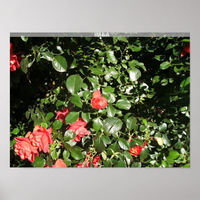 Poster Rosa Bush em Denver (Frente)