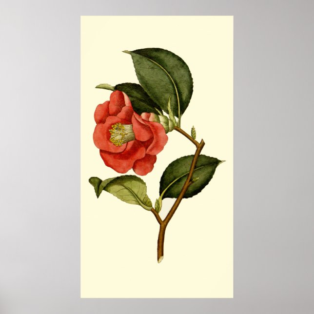 Poster Rosa Camellia (Frente)