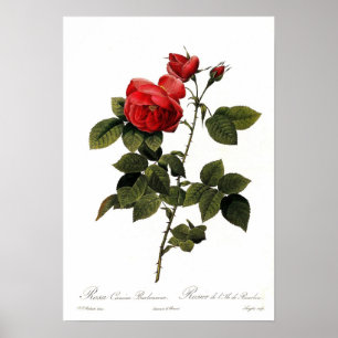 Poster Rosa canina bourboniana