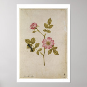 Poster Rosa Canina - Dogrose e Caterpillar (lápis & com