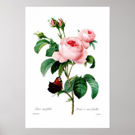 Póster Rosa centiflora