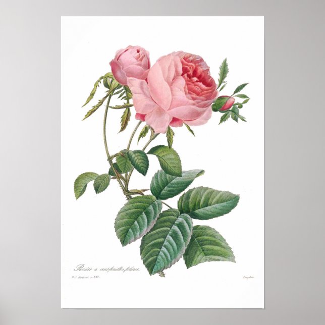 Póster Rosa centifolia (Frente)