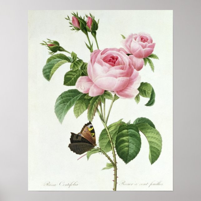 Poster Rosa Centifolia (Frente)