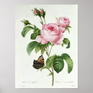 Póster Rosa Centifolia