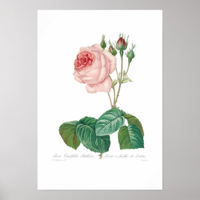 Póster Rosa centifolia bulata (Frente)