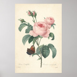 Poster Rosa Centifolia Canvas Print