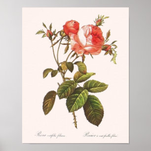Póster Rosa Centifolia Foliacea