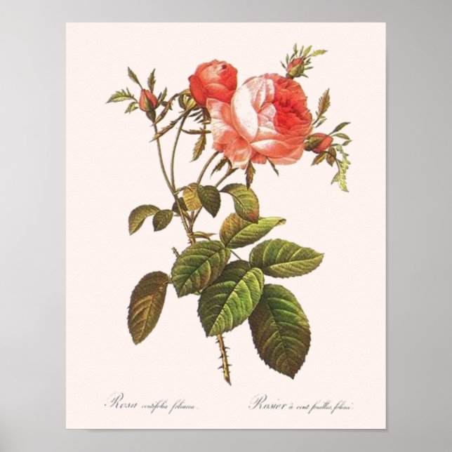 Póster Rosa Centifolia Foliacea (Frente)