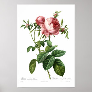 Poster Rosa centifolia foliacea