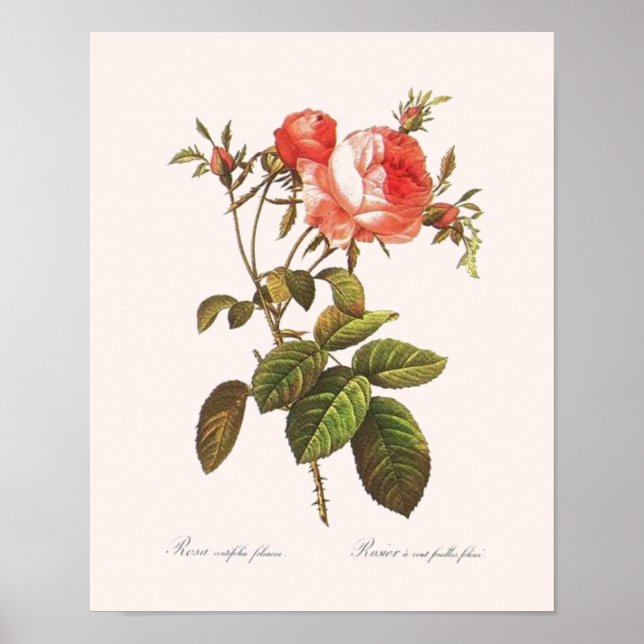 Poster Rosa Centifolia Foliacea (Frente)